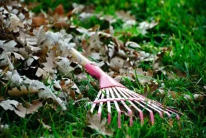 fall garden cleanup